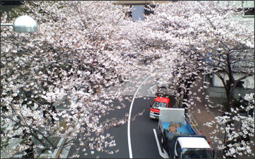 桜咲く